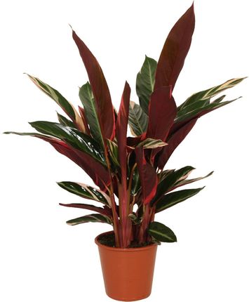 dracena dorado Natural plants - Dracaena Dorado