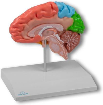 Dydaktyczny model połowy mózgu