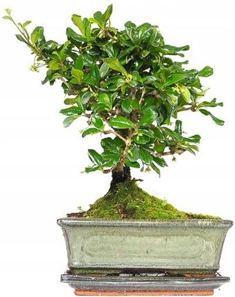 lego bonsai rosa Light Kit For Lego Bonsai Tree 10281(Pink Blossoms) – Lightailing main image 1