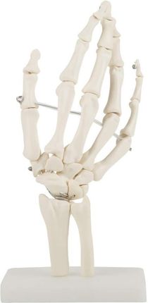 Szkielet dłoni prawej u człowieka model statywowy