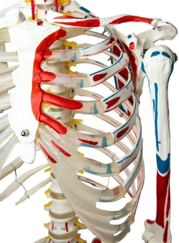 Pomoc Dydaktyczna Szkielet Człowieka Z Mięśniami Model Anatomiczny ...