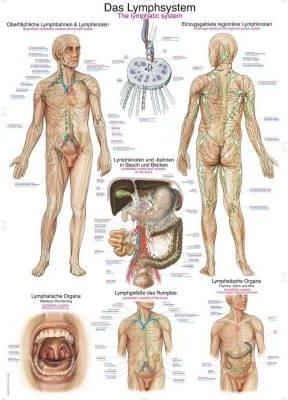 Tablica anatomiczna - Układ limfatyczny (ENG/DE) - 70x100 cm