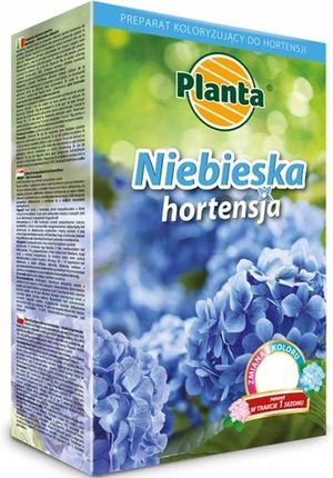 Planta Niebieska Hortensja Duże Kwiaty Zmienia Kolor 300G