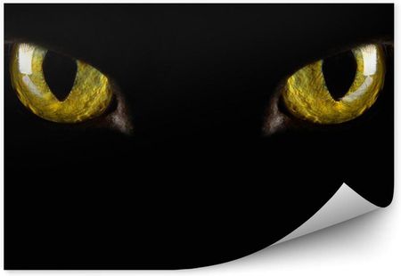 Fototapety.Pl Czarne Tło Żółte Oczy Ciemność Mrok Halloween Fototapeta 250x250cm Magicstick