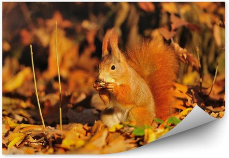 Fototapety.Pl Wiewiórka Orzeszki Ziemne Jesienne Liście Fototapeta 250x250cm Fizelina