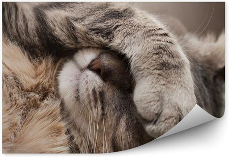 Fototapety.Pl Śpiący Kot Łapka Na Oczach Mały Nosek Zbliżenie Fototapeta 250x250cm Fizelina