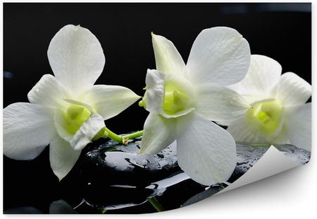 Fototapety.Pl Białe Kwiaty Orchidei Czarne Kamienie Woda Fototapeta Na Ścianę 250x250cm Fizelina