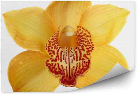 Fototapety.Pl Żółta Orchidea Fototapeta Na Ścianę 250x250cm Fizelina