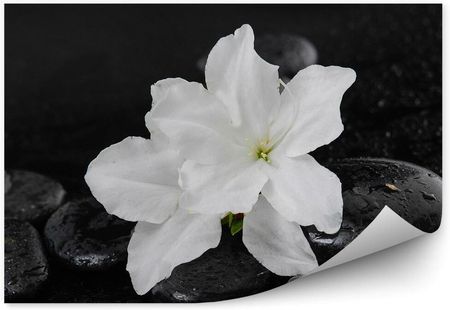 Fototapety.Pl Białe Kwiaty Lilie Czarne Kamienie Tło Rosa Fototapeta Na Ścianę 250x250cm Fizelina