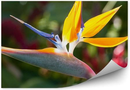 Fototapety.Pl Strelicja Królewska Piękny Kwiat Egzotyczny Okleina Ścienna 250x250cm Fizelina