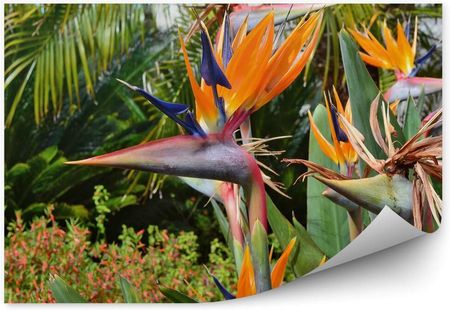 Fototapety.Pl Strelicja Królewska Piękny Kwiat Egzotyczny Palmy Rośliny Okleina Ścienna 250x250cm Magicsti