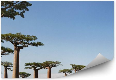 Fototapety.Pl Drzewo Baobab Ludzie Natura Niebo Fototapeta 250x250cm Magicstick