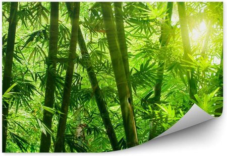 Fototapety.Pl Azjatycki Las Bambusowy Zbliżenie Liście Fototapeta Na Ścianę 250x250cm Magicstick