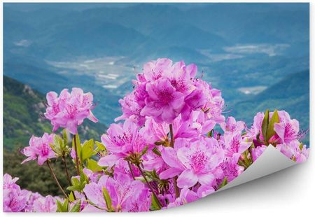 Fototapety.Pl Kwiat Rododendronu Na Tle Górskiego Krajobrazu Okleina Ścienna 250x250cm Magicstick
