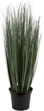 Zdjęcie Roślina Doniczkowa Trawa 70 Cm 314952 - Mysłowice