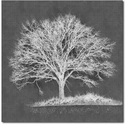 Obraz Drzewo 21 100X100Cm Ścienny Abstrakcja 12432261990
