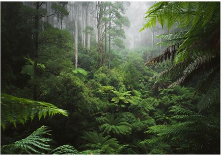 Consalnet Fototapeta Deszczowy Las 3D Dżungla Mgła 368x254