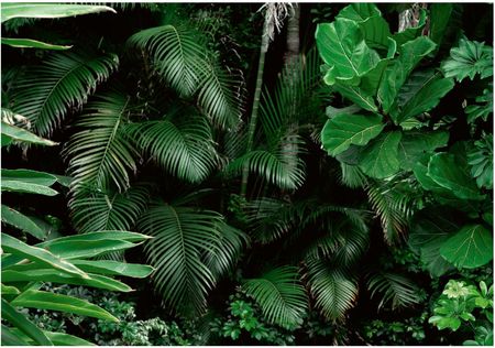 Consalnet Fototapeta Mroczna Dżungla 3D Liście Las 416x254