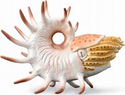 Zdjęcie Collecta Cooperoceras - Sucha Beskidzka