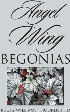 Angel Wing Begonias (Williams-Hooker Bucky)