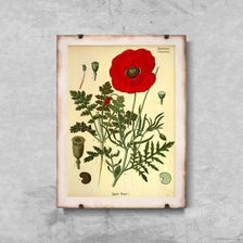 Vintageposteria Retro Plakat Botaniczny Nadruk Czerwony Mak Pc-W0008638