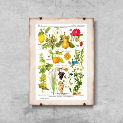 Vintageposteria Plakat W Stylu Vintage Botanika Owoce Cytrusowe Pc-W0008649