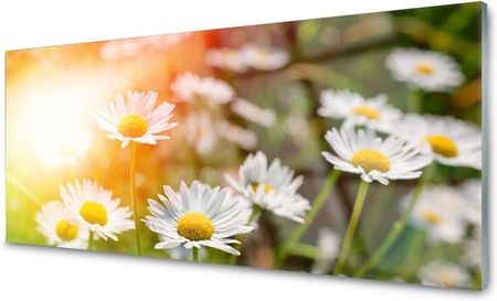 Coloray Panel Szklany Kuchenny Stokrotki Kwiaty 120x60 NN68580168