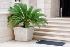 Palma Cycas Revoluta Sagowiec Odwinięty ~50cm P15 - Kwiaty i rośliny pokojowe