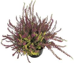 Wrzos Dwukolorowy Twin 11cm - Kwiaty i rośliny ogrodowe i balkonowe