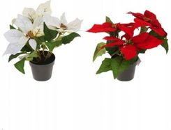 Zdjęcie Gwiazda betlejemska w doniczce 24 cm - Wiślica