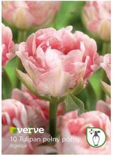 Zdjęcie Cebule Tulipan Verve Angelique 10 Szt. - Trzcińsko-Zdrój