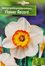 Narcyz Flower Record 3 szt.