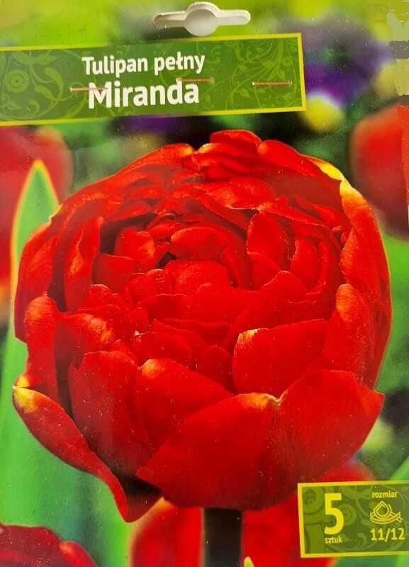 Tulipan Pełny Miranda 5 szt. - Ceny i opinie - Ceneo.pl