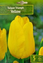 Tulipan Triumph Yellow 5szt