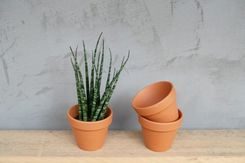 Zdjęcie Sansevieria Fernwood Mikado Sansewieria 27Cm P10 - Łańcut