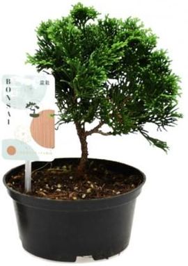 Bonsai Chamaecyparis Drzewko Szczcia P13 - Ceny i opinie - Ceneo.pl