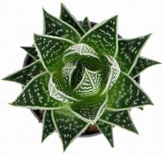 Zdjęcie Aloe Aristata Tiki Tahi P8 - Iwonicz-Zdrój