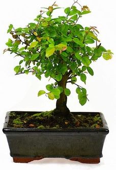 bambus dngen mit hornspne Bambus Dnger Flora Boost fr gesunde und prchtige Bambuspflanzen