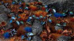 Zdjęcie Gamers Grass Laser Plants Alien Flytrap Kosmiczna Muchołapka - Bełchatów