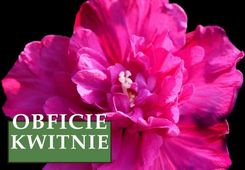 Ketmia Syryjska Hibiskus Purple Ruffles Sanchoyo Sadzonka 30cm - Kwiaty i rośliny ogrodowe i balkonowe