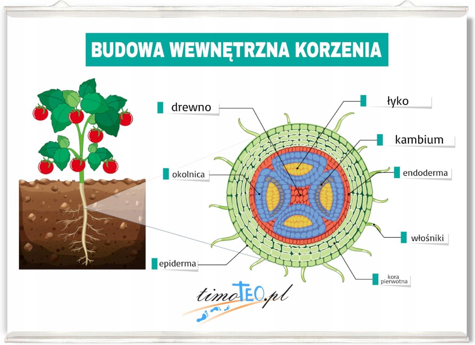 Budowa Pierwotna I Wtórna Korzenia Plakat Edukacyjny Budowa Wewnętrzna Korzenia 50X36 - Ceny i opinie