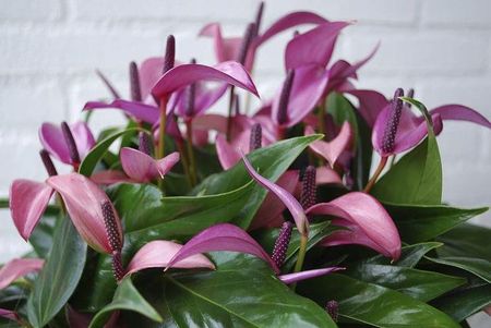 Anthurium Karma Purple Anturium Fioletowe P9 - Ceny i opinie - Ceneo.pl