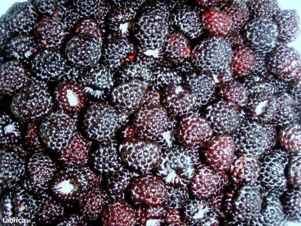 Malina Czarna Bristol Sadzonki 20-40cm P9 - Ceny i opinie - Ceneo.pl