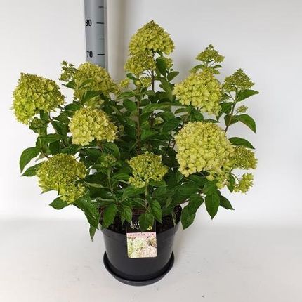Hortensja Bukietowa Little Lime Pbr Sadzonka 30cm