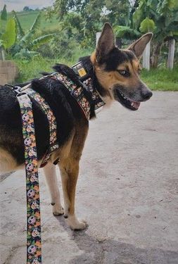 Dingo Smycz Reg. City Chiapas 3,0x220Cm (15359) - zdjęcie 2
