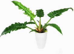 Zdjęcie Dixie Store Filodendron Tygrysi Ząb Philodendron Narrow Escape P14 - Krosno