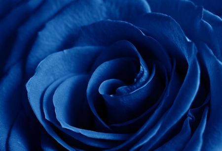 Tulup Tapeta Flizelinowa Róża Niebieski 104x70
