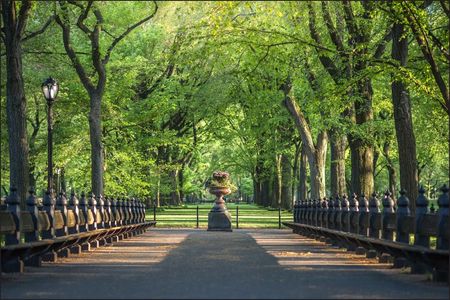 Muralo Fototapeta Ny Central Park Zieleń Jadalnia 90x135