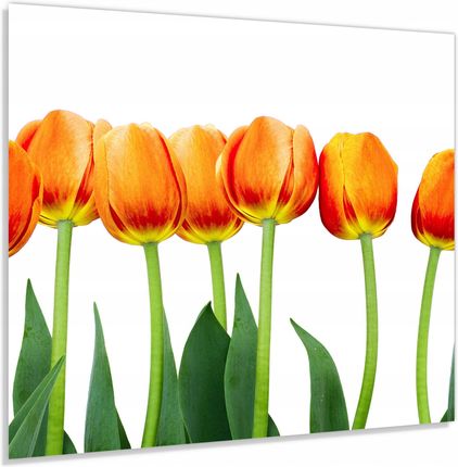 Alasta Panel Szklany Hartowany 60x50 Tulipany