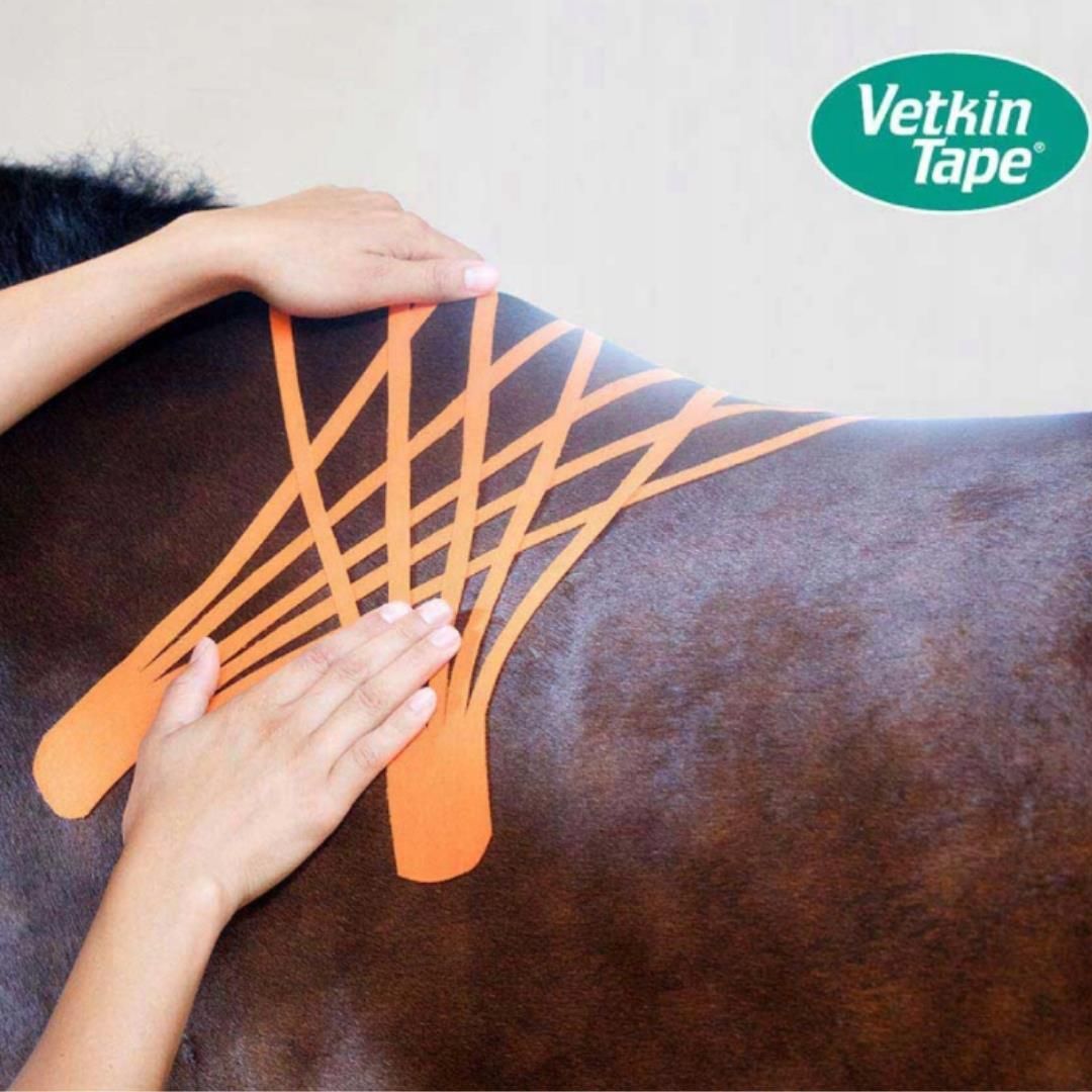 VETKINTAPE VETKINTAPE VETKIN TAPE TEJP DO KINESIOTAPINGU ZWIERZĄT ...